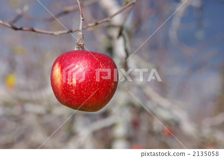 蘋果蘋果蘋果 2135058