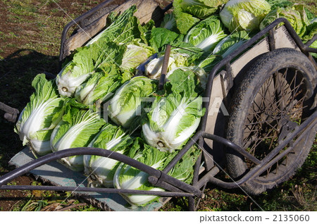 Cabbage Harvest 2135060