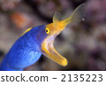Ribbon eel, rhinomuraena quaesita, bernis eel 2135223