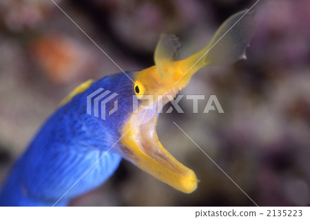 Ribbon eel, rhinomuraena quaesita, bernis eel 2135223