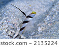 black-ray goby, striped goby, yellownose goby 2135224