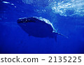 whale shark, saltwater fish, entire 2135225