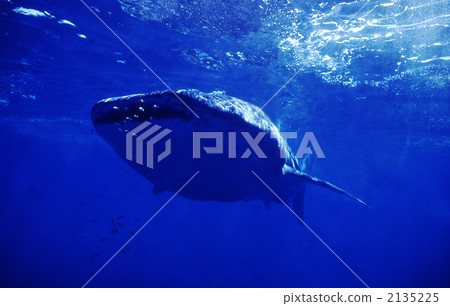 鯨鯊 鹹水魚 海水魚 2135225