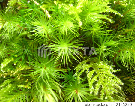 Yakushima Sugigoke Yakushima Sugigoke 2135230