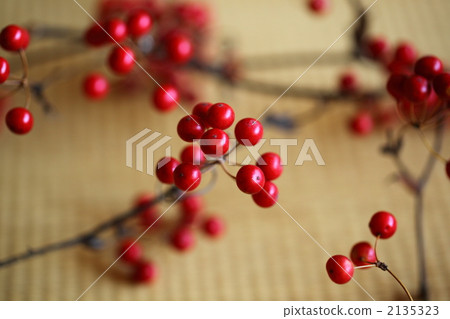 smilax glabra, smilax china, fruit 2135323