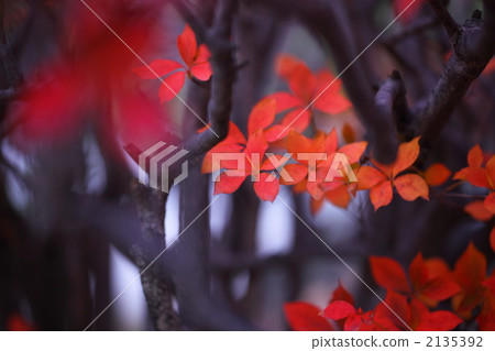 enkianthus perulatus, maple, yellow leafe 2135392