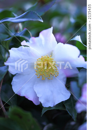 sasanqua, christmas camellia, yuletide camellia 2135435