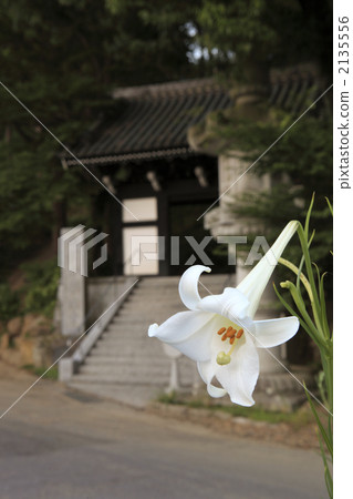 百合的黃昏 百合的黃昏 2135556