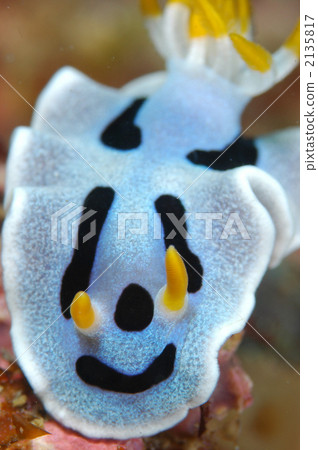 chromodoris willani, Nudibranch, sea slug 2135817
