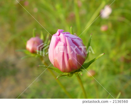 芽 2136560