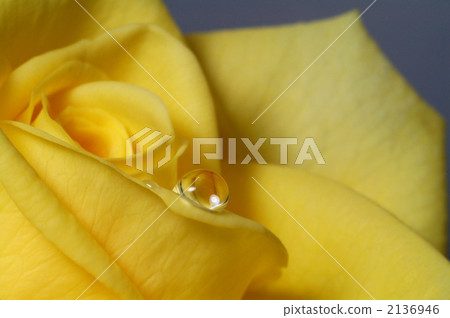 落入一朵黃色的玫瑰花瓣 落入一朵黃色的玫瑰花瓣 2136946