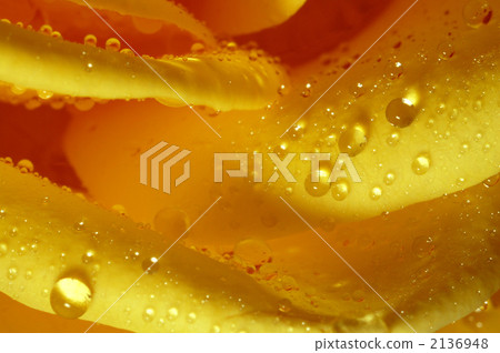 Drop in a yellow rose petal 2136948