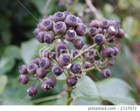 Kizuta的果實 Kizuta的果實 2137072