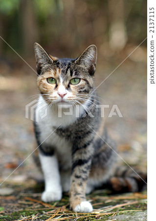 Mikane cat gazes at here Mikane cat gazes at here 2137115