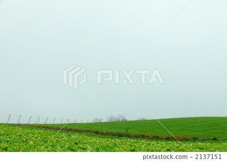 vegetable field, cabbage farm, nature 2137151