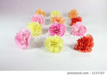 Colorful carnation Colorful carnation 2137187