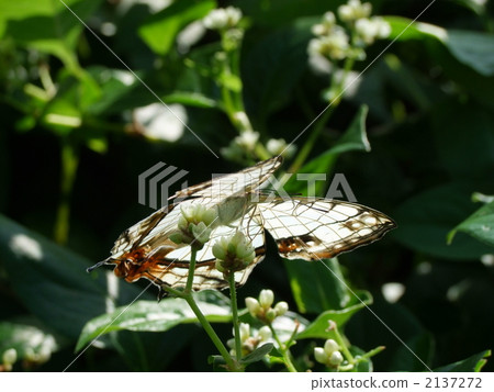 A butterfly A butterfly 2137272