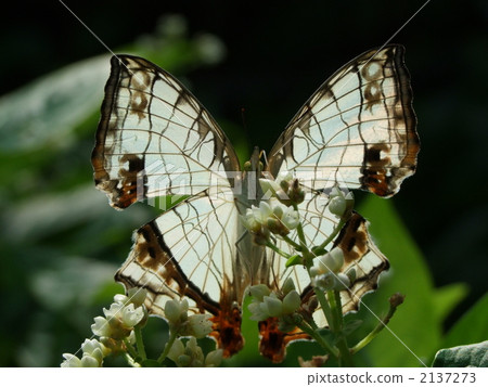 A butterfly A butterfly 2137273