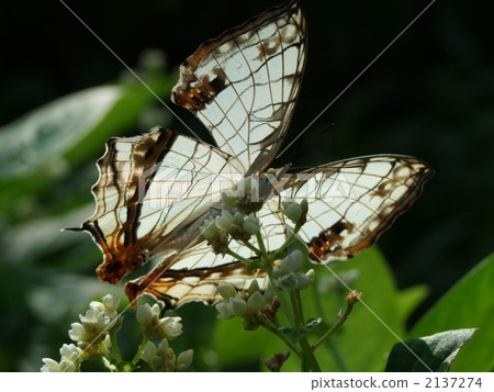 A butterfly A butterfly 2137274