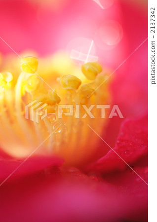 bud, botanic, botanical 2137342