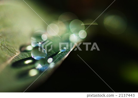 露滴 綠葉 植物 2137443