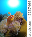 Underwater photograph 2137466