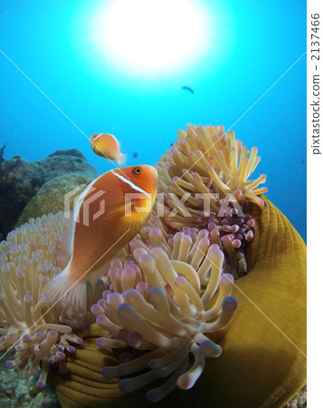 Underwater photograph Underwater photograph 2137466