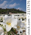Tempo 2137476