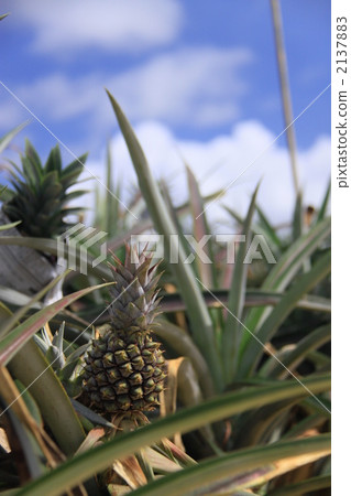 菠蘿 2137883