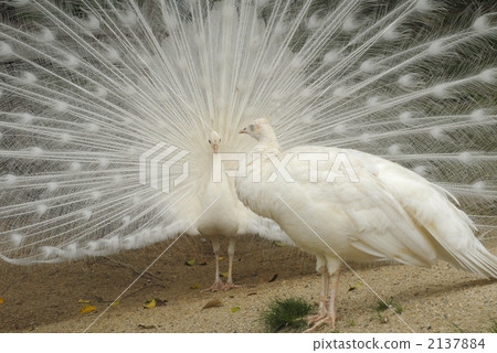 聖徒求愛 2137884