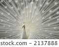 白孔雀 孔雀 鳥兒 2137888