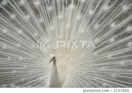 white peafowl, peacock, peafowl 2137888