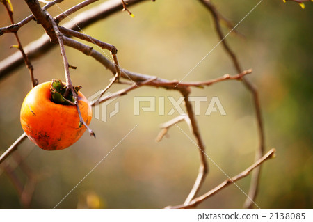 Persimmon fruit fall 2138085