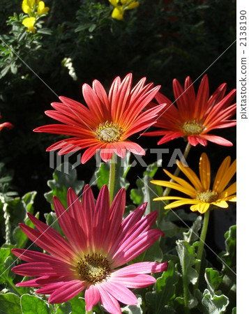 Benidioarch tutis 2138190