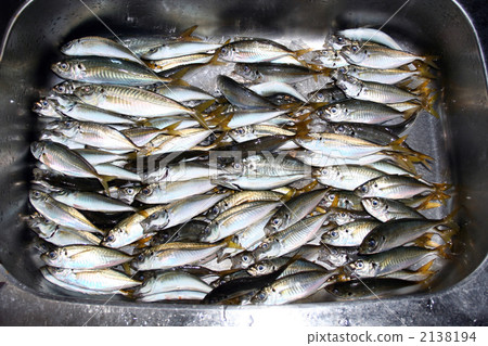 釣魚馬鯖魚 釣魚馬鯖魚 2138194
