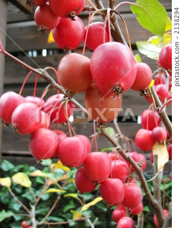 Princess apple shines in early winter garden Princess apple shines in early winter garden 2138294