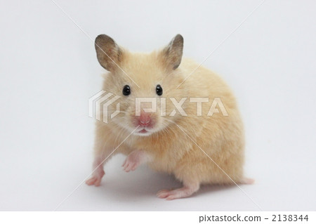 金倉鼠（金卡馬） 2138344