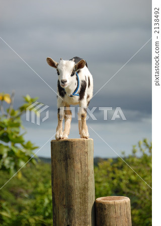 Goat  2138492