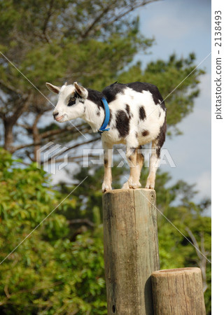 山羊 山羊 2138493