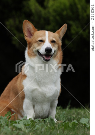 corgi, animal, animals 2138561