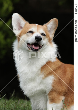 corgi, animal, animals 2138571