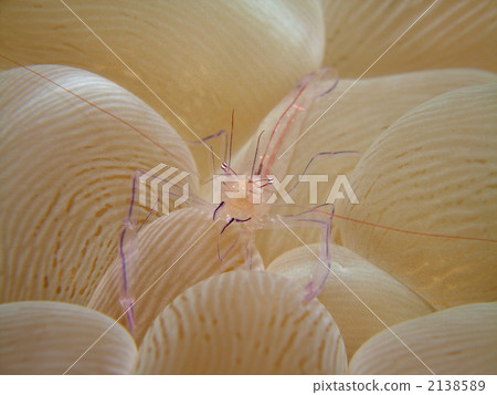 Bubble Coral Shrimp 2138589