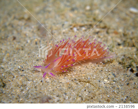 Sesame Minnowsumi Sesame Minnowsumi 2138596