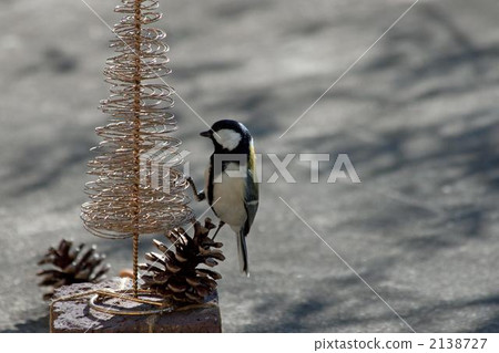 大山雀 山雀 野生鳥類 2138727