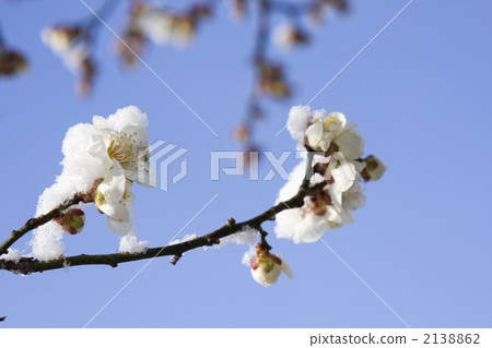 Plum blossoms and snow 2138862