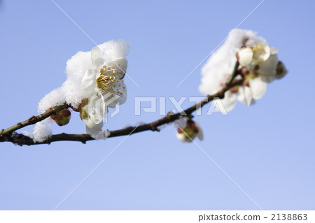 Plum blossoms and snow 2138863