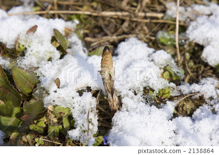 Spring Snow and Tsukushi 2138864