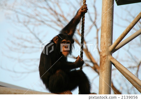 chimp, chimpanzee, land mammals 2139056