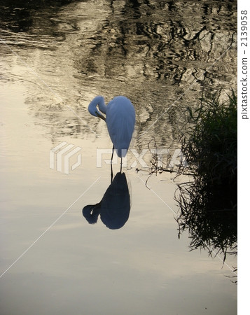 Daisygi and a water glass 2139058