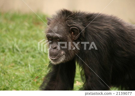 chimp, chimpanzee, animal 2139077